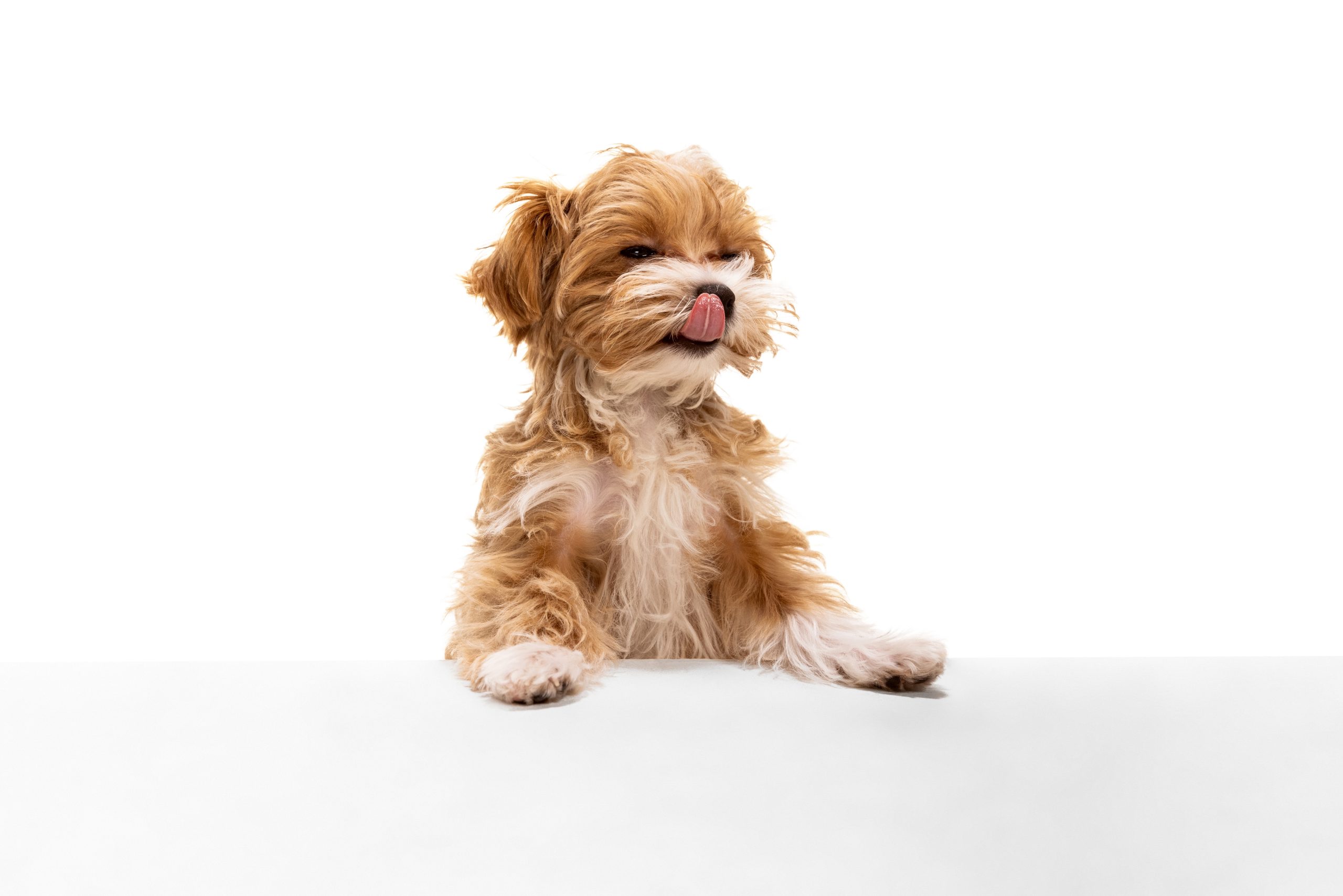 One happy dog, maltipoo golden color posing isolated over white background. Concept of beauty, breed, pets, animal life.