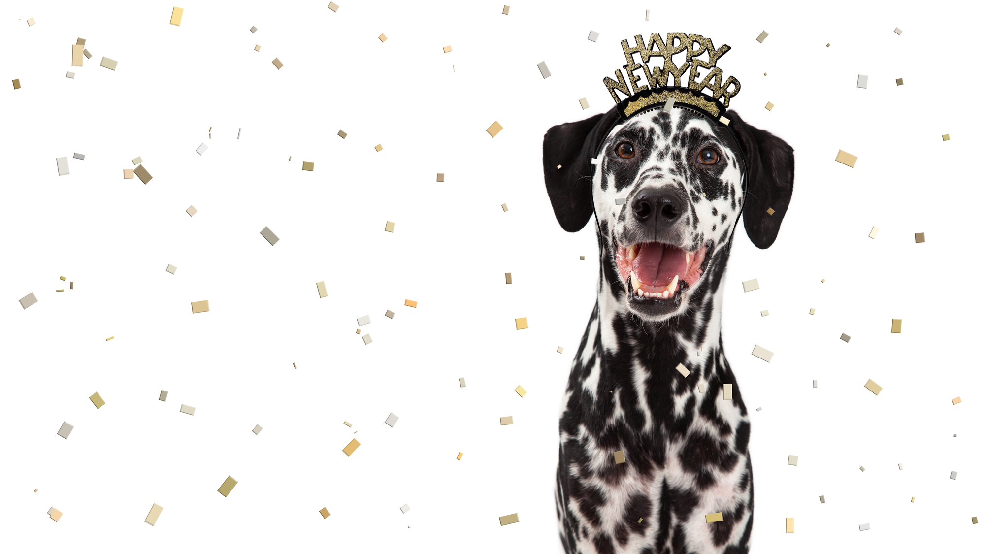 Happy dalmatian dog having fun celebrating New Year's Eve. Room for text in white space with falling confetti