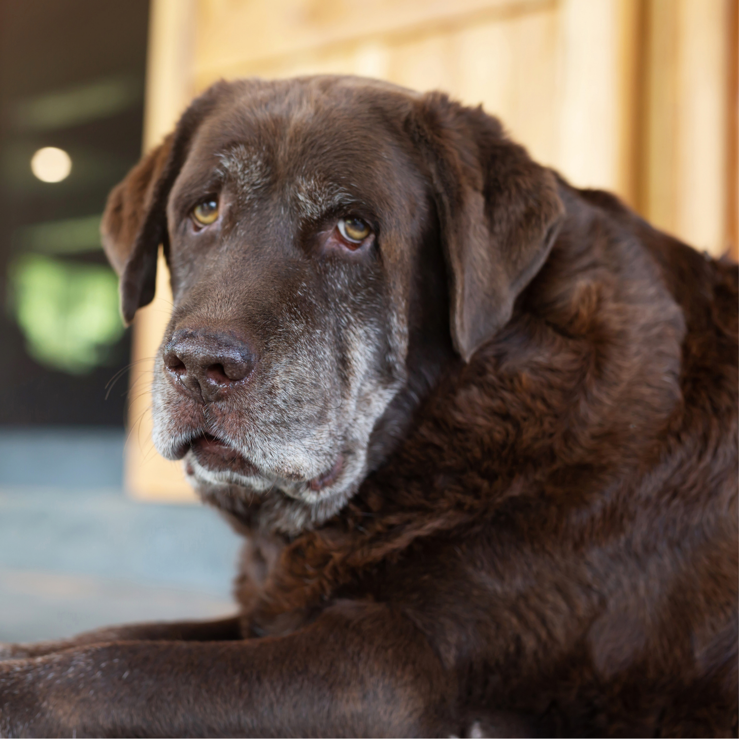 A Safer Option for Sensitive Pets