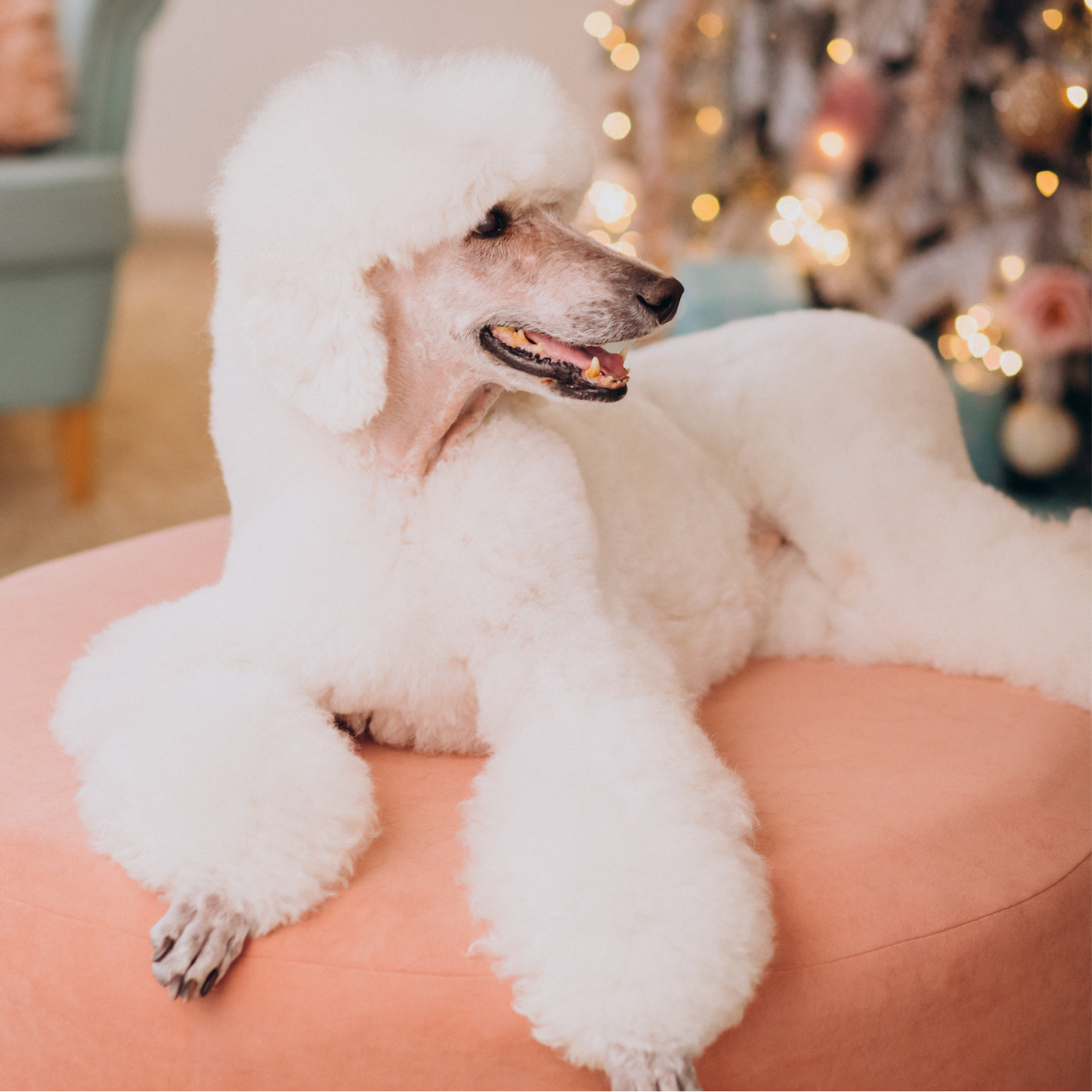 All Coat Types Need Grooming