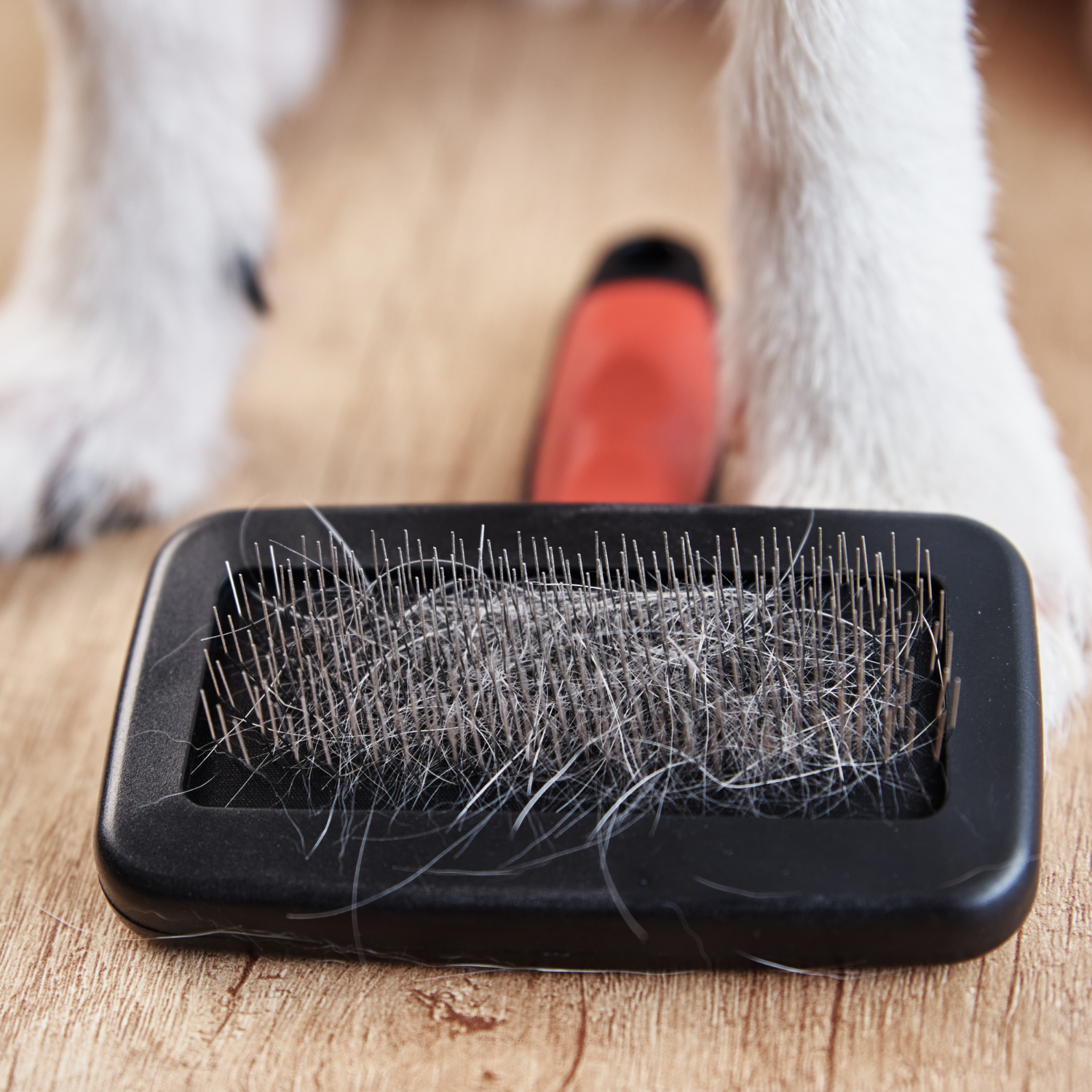 All Dogs Shed