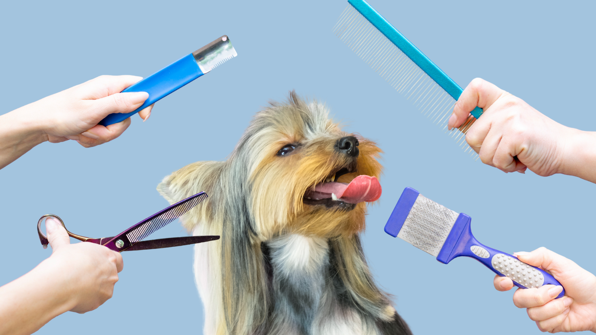 Common Myths About Pet Grooming
