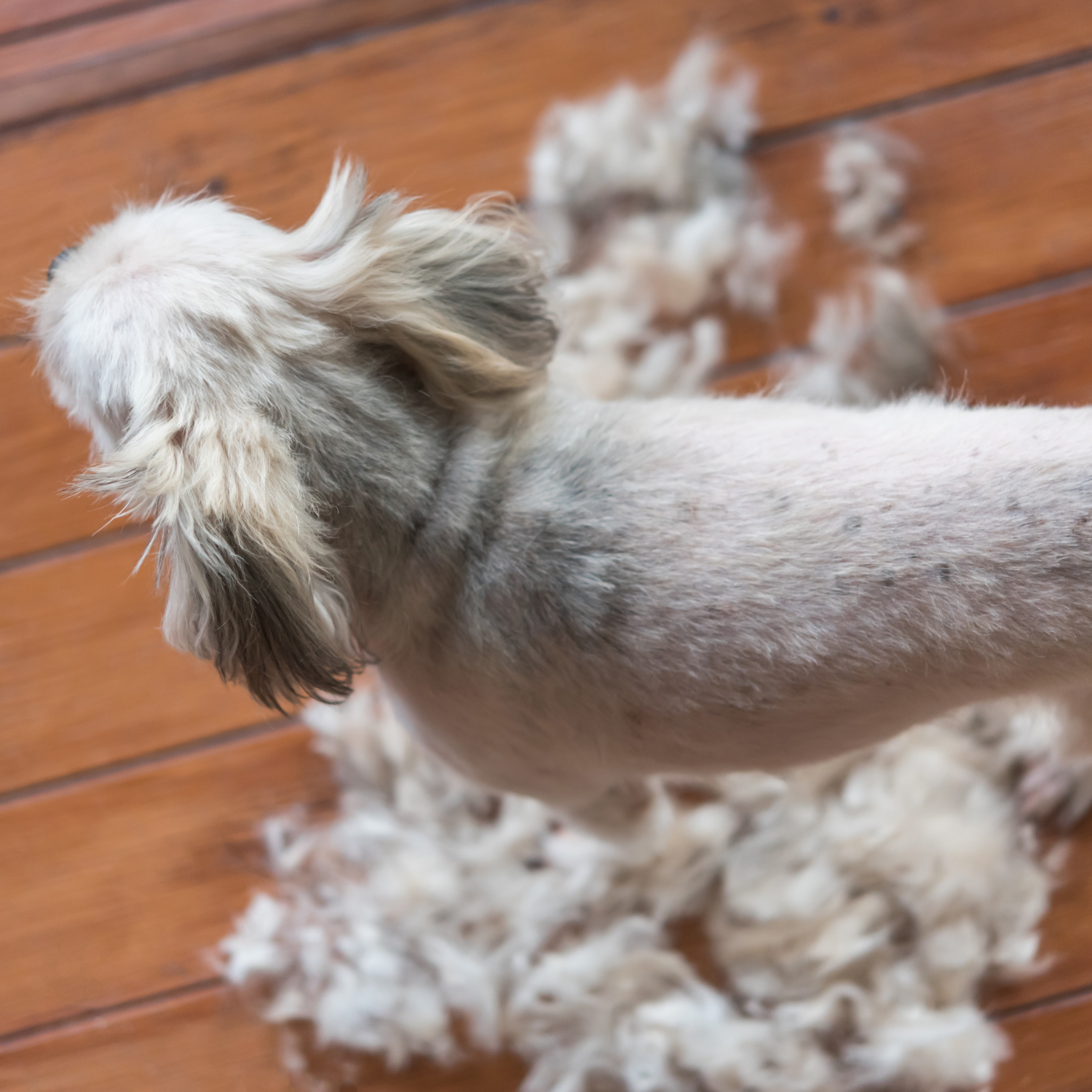 Never Shave Double-Coated Dogs