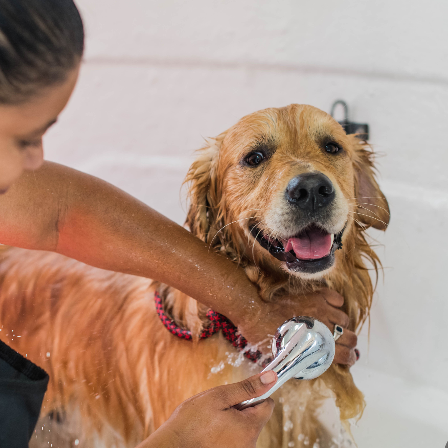 Book a Professional Grooming Session
