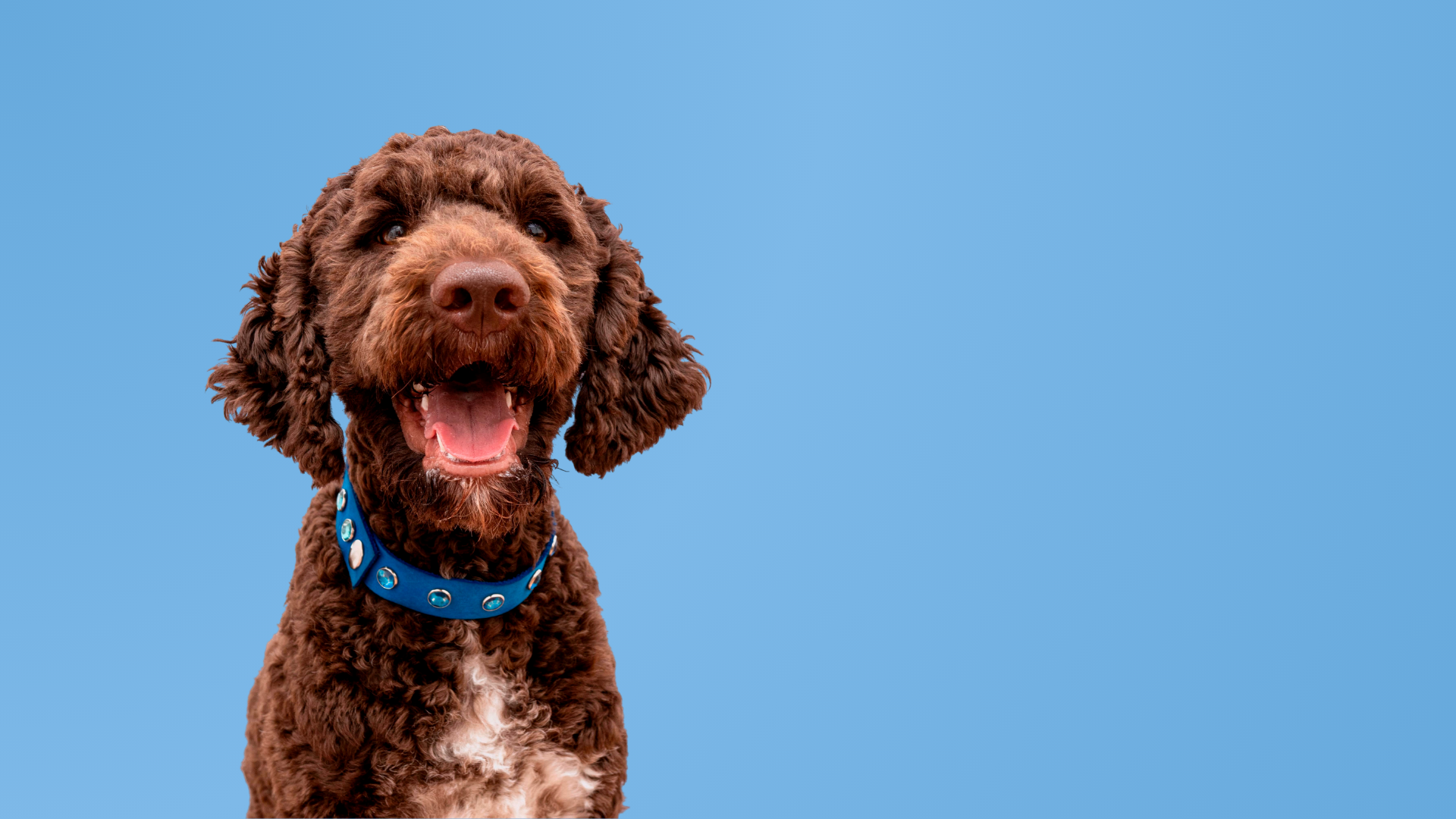 How to Prevent Ticks and Fleas