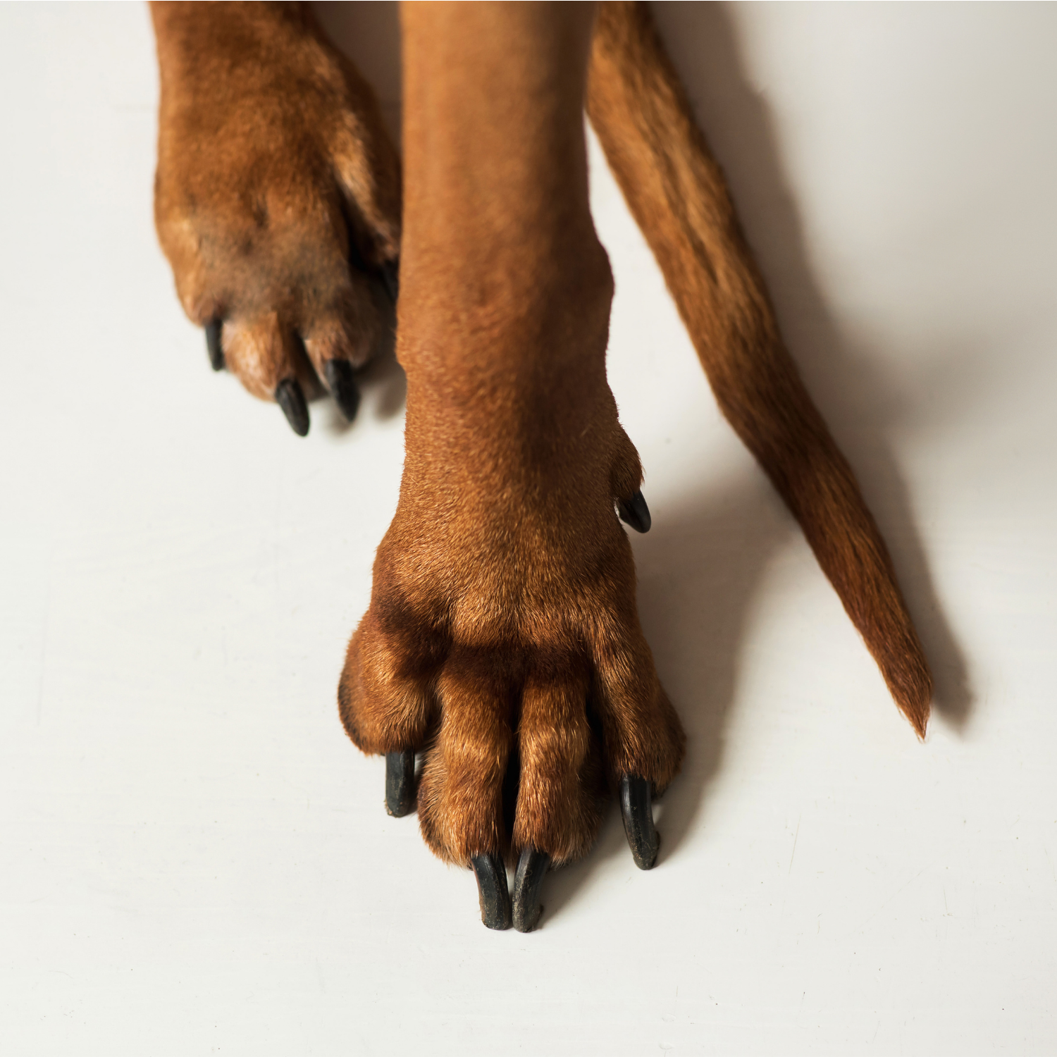 Paw and Nail Care