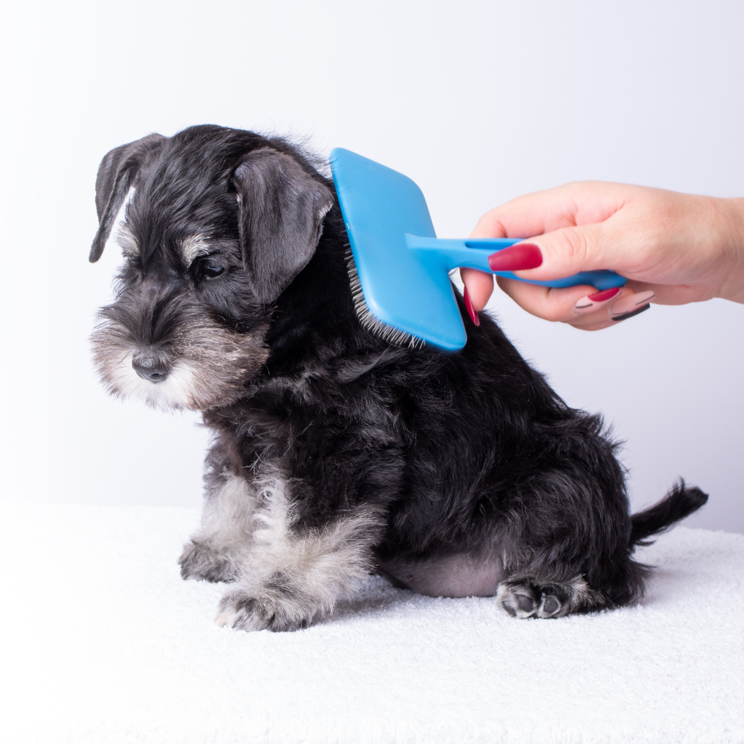 Regular Grooming
