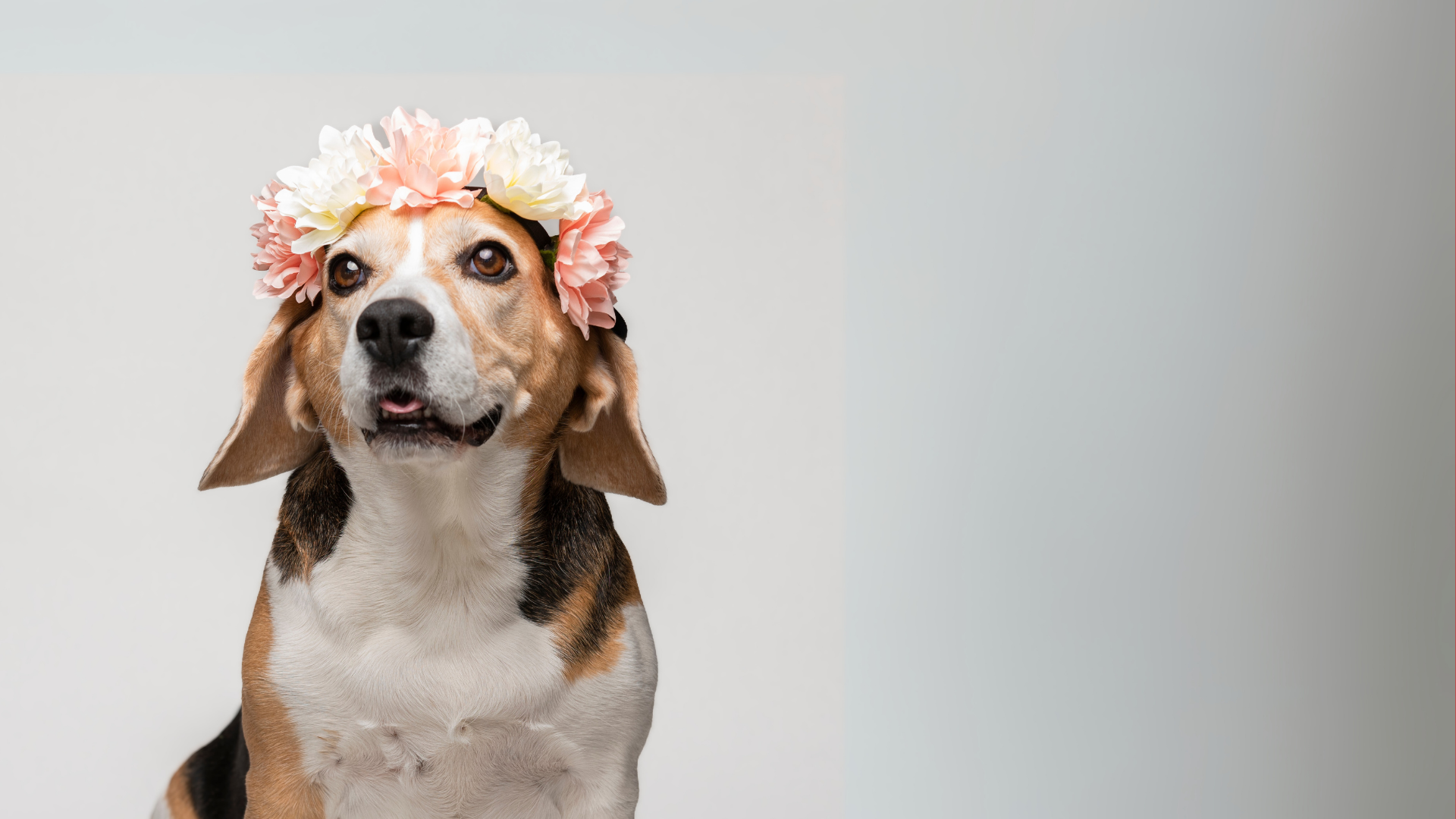 Spring Grooming Tips
