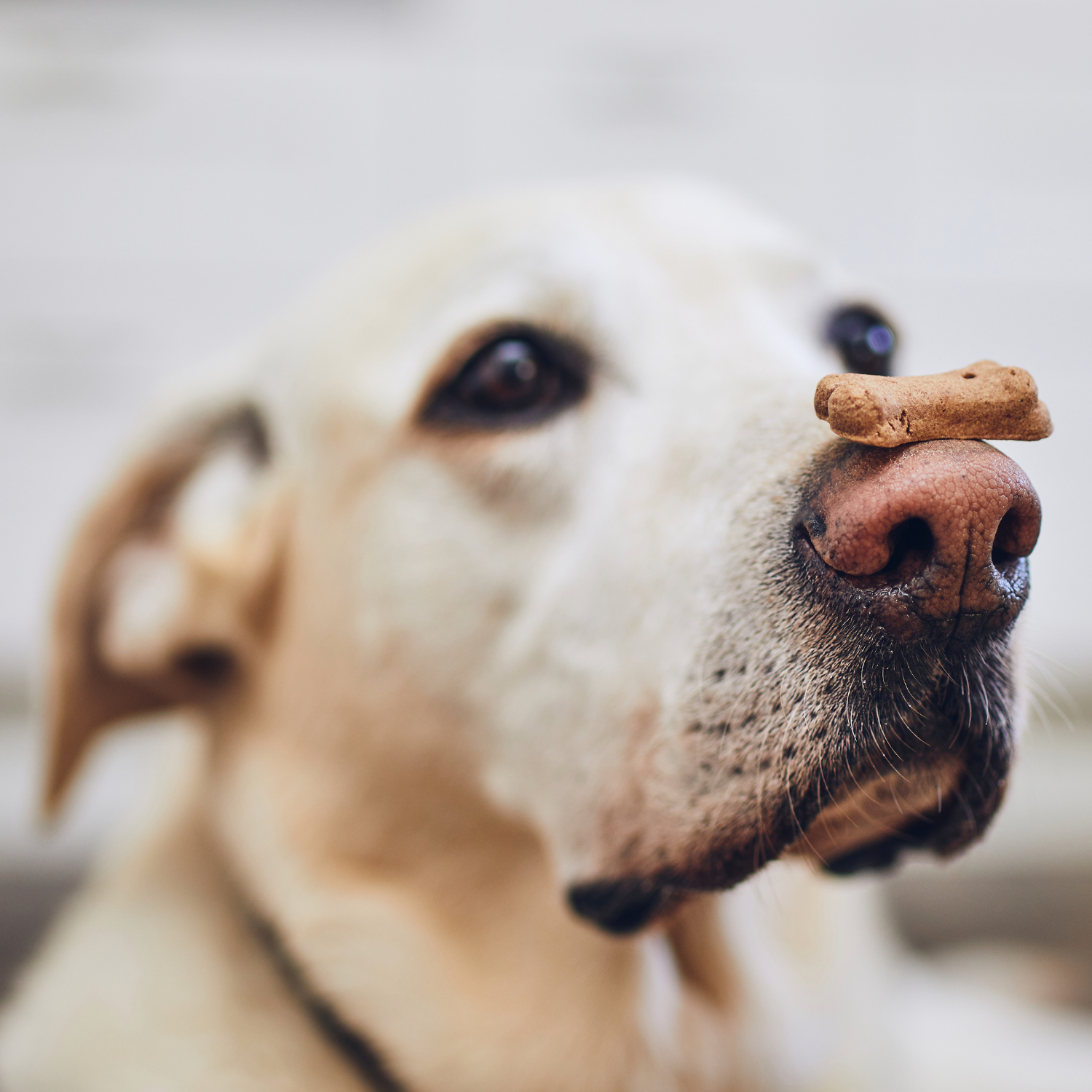 Tick and Flea Preventative Treatments