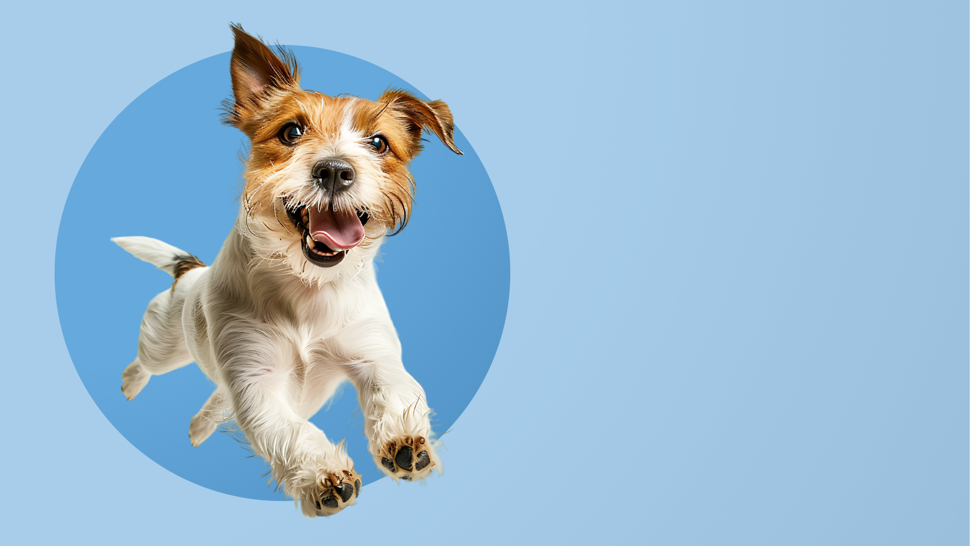 How to Take Care of Your Pet's Allergies
