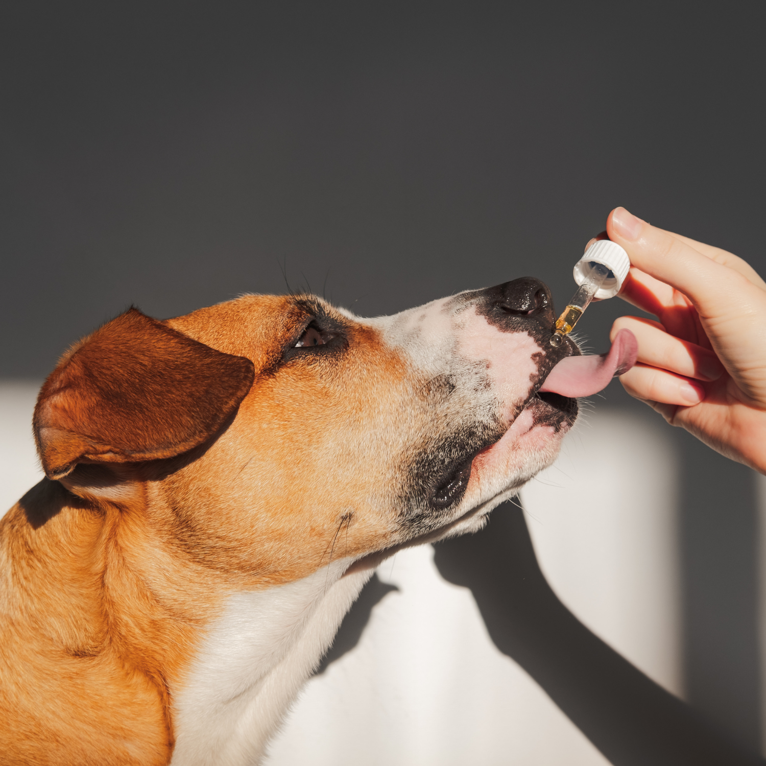 Support Skin & Coat Health