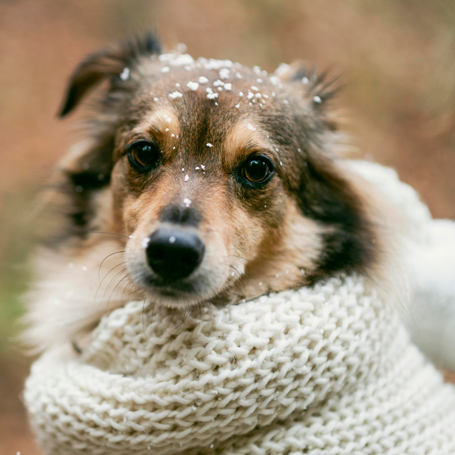 Winter_ Stay Warm, Stay Clean