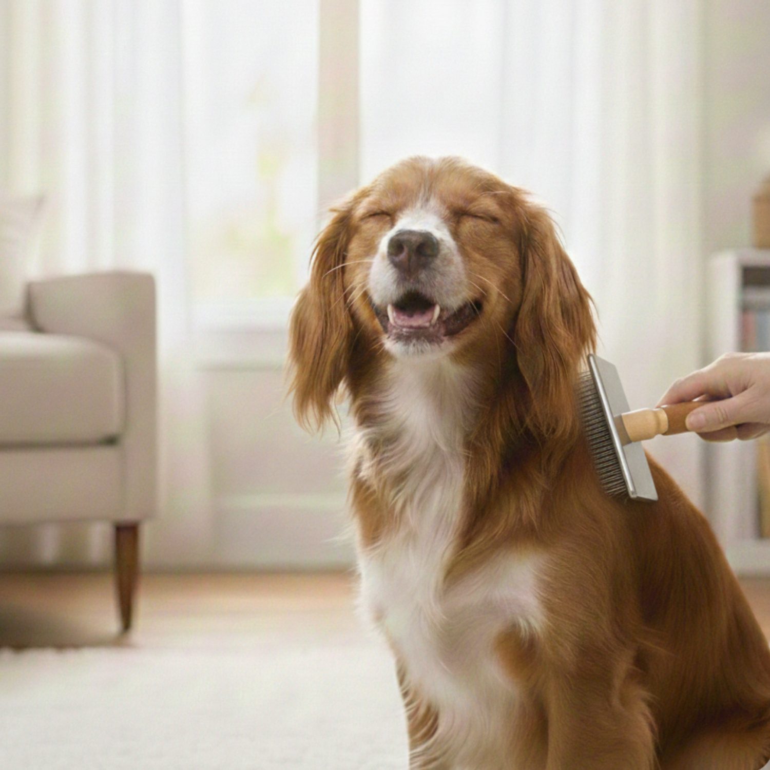 Bathe & Brush Your Pet